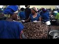 Benin looks to cash in on Cashew waste