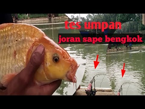 "mancing-mania"tes-umpan-onggol-onggol||esen-oplosan-ikan-mas-galatama