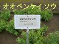 木も草も薬になるよ．．．東京都薬用植物園の薬草２