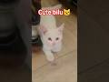 Cute bilu🐱#CuteCat #BiluCat #FunnyCat #AdorableKitten #CatLovers #CutePets #ViralCats #KittenLove