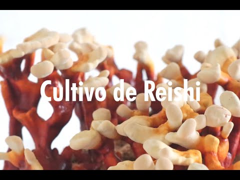 Cultivo de ganoderma, 4 variedades de Ganoderma, producción de Reishi