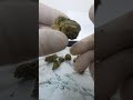 פתיחת שקית קנאביס רפואי אוג ארסי ייבוא של שיח ניצן 
