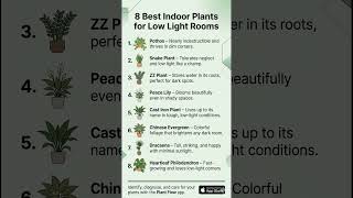 8 Best Indoor Plants for Low Light Rooms 🌿 | No Sunlight Needed! #LowLightPlants #Houseplants
