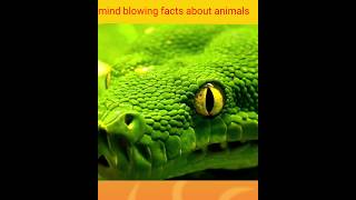 Mind Blowing Facts About Animals