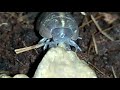 Isópode (Armadillidium vulgare) se alimentando | Biopets PH