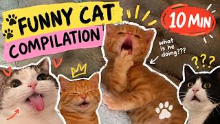 Cats Being Weird for 10 Minutes Straight 😹