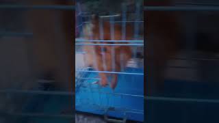 #PragatiVermaaShorts #doghelper4433 #PetsSwag #Animals_Home #vermapetvlogs #vermadeep619