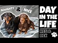 DAY IN THE LIFE WITH A MINIATURE DACHSHUND | Funny Puppy VLOG