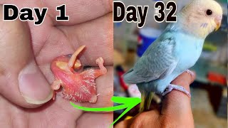 Budgie Growth Stages  Day By Day Growing Up Baby Budgie