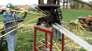 Squeezing Sweet Sorghum Cane 2011- Day 2