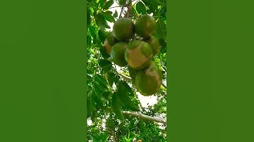 Quả Cóc - Trái Cóc