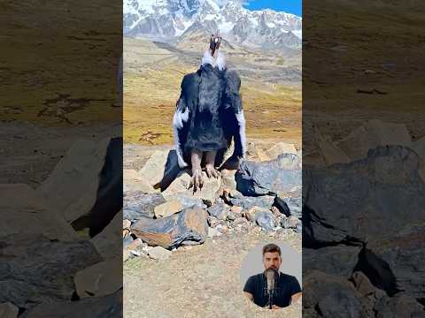 اكبر نسر بالعالم مستحيل تتخيله