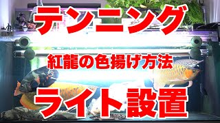 アロワナ水槽にテンニングライト設置！熱帯魚　アクアリウムAQUARIUM