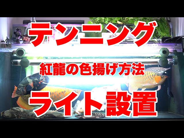 希少 水中蛍光灯 30w アロカフェ製 テンニング 色あげ アロワナ　日生 希少 水中蛍光灯 30w アロカフェ製 テンニング 色あげ アロワナ日生