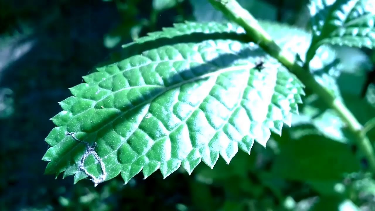 Contoh Daun Tanaman Pecut Kuda - Stachytarpheta jamaicensis 