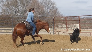 Flashdrive Kitty - bridleless working cows! - ValleyViewRanch.net