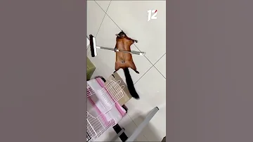 Летяга-актриса