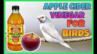 Bird health  Apple Cider Vinegar