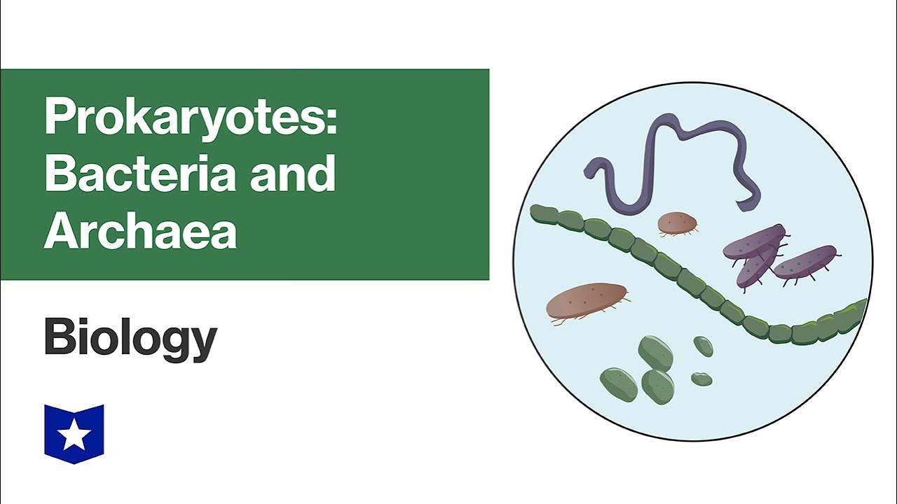 Prokaryotes: Bacteria And Archaea | Biology