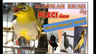 KOMPILASI KICAU #5 PLECI GACOR  Isian Kolibri, Ciblek & Kenari