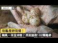 【精選】母龜產卵現場！颱風一來全沖毀？深夜搶救102顆龜卵｜棲地巨變 存活率僅千分之一的小海龜 回家之路更加渺茫｜聚焦全世界｜舒夢蘭