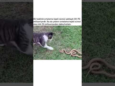 kedi vs yılan reaksiyon hızı  #shorts #ilginç #short