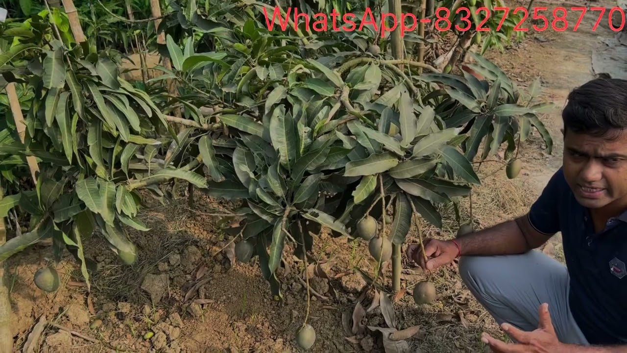 Sensation (Super Commercial mango variety)