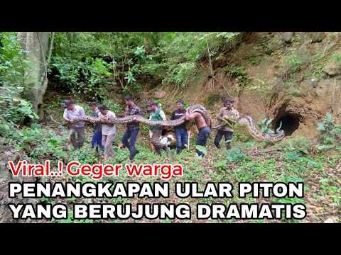 HEBOH..! PENANGKAPAN ULAR PITON YANG LAGI VIRAL BERUJUNG DRAMATIS