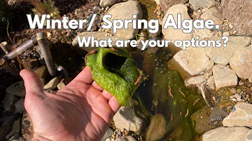 Winter/Early Spring POND ALGAE. What are your options?