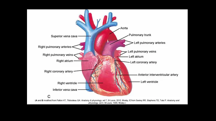 Cardiovascular Alterations