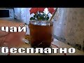 Ферментированный чай из листьев малины своими руками.