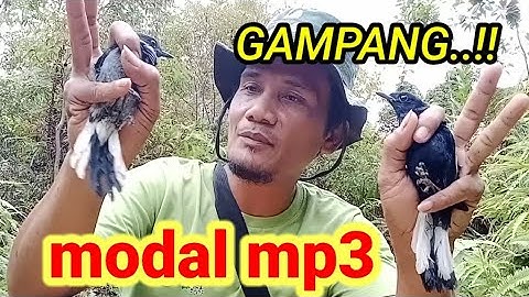 TRIK MIKAT BURUNG KACER TANPA PIKAT #mikatburung #burungkacer #pemikatcupu #birdtrap