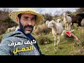 طريقة سهلة وبسيطة باش تعرف الأغنام حامل أو لا بعد مشاهدة هذا الفيديو شري النعاج بعينيك مغمضة طريقة سهلة وبسيطة باش تعرف الأغنام حامل أو لا بعد مشاهدة هذا الفيديو شري النعاج بعينيك مغمضة