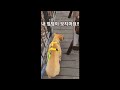 서대문구청이 구조한 우리 강아지들의 최신 소식. 매일 매일 자라서 기록이 꼭 필요하네요.#행복행순 #사지말고입양하세요 #강아지 #입양하세요 #유기견 #유기견입양 #이성헌