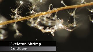 Skeleton Shrimp [4K]