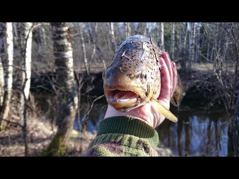 Video: Rullid Lõhega