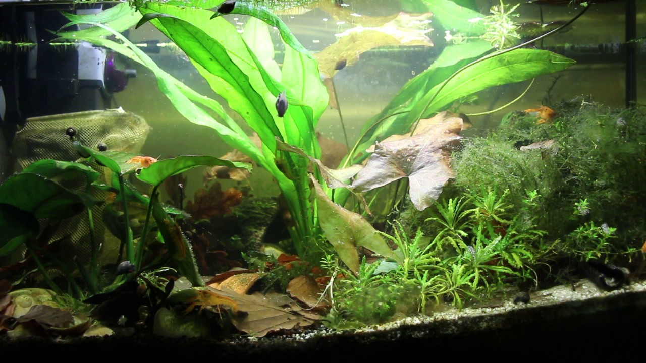 2# Akwarystyka Rodzinna - mini raczki CPO Cambarellus patzcuarensis Orange 60L