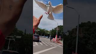 Esta paloma nunca será libre #facts #factshorts #hechos #shorts #cortos #bermudas #viralshorts