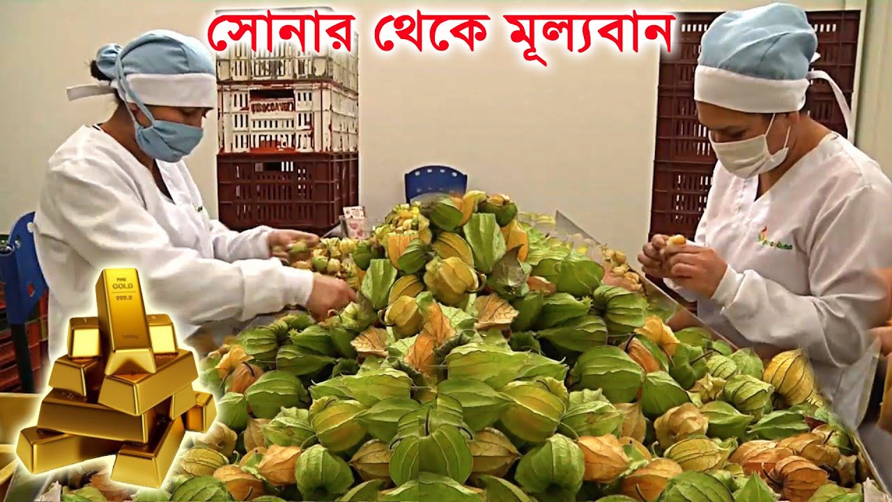 গ্রামের ফেলে দেওয়া ফল এখন শহরে এসে গোল্ডেন বেরি - Golden Berry farming process