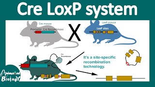 Cre lox system | Conditional gene knockout using the Cre Lox system | site specific recombination