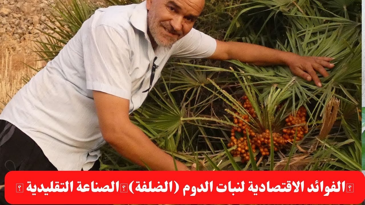 الفوائد الاقتصادية لنبات الدوم (الضلفة) 🌳الصناعة التقليدية🌳نخيل الدوم 🌳 ...