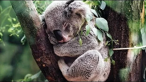 10 Interesting Fun Facts About Koalas