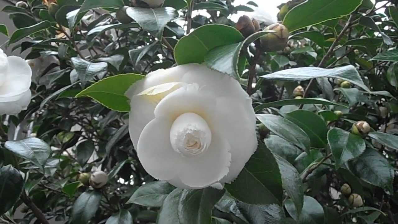 CAMELIA BLANCA: Camellia japonica 