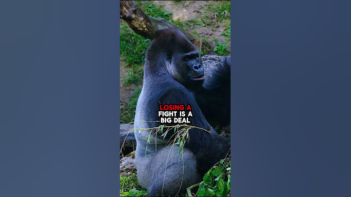 What Happens to a Gorilla After Losing a Fight?