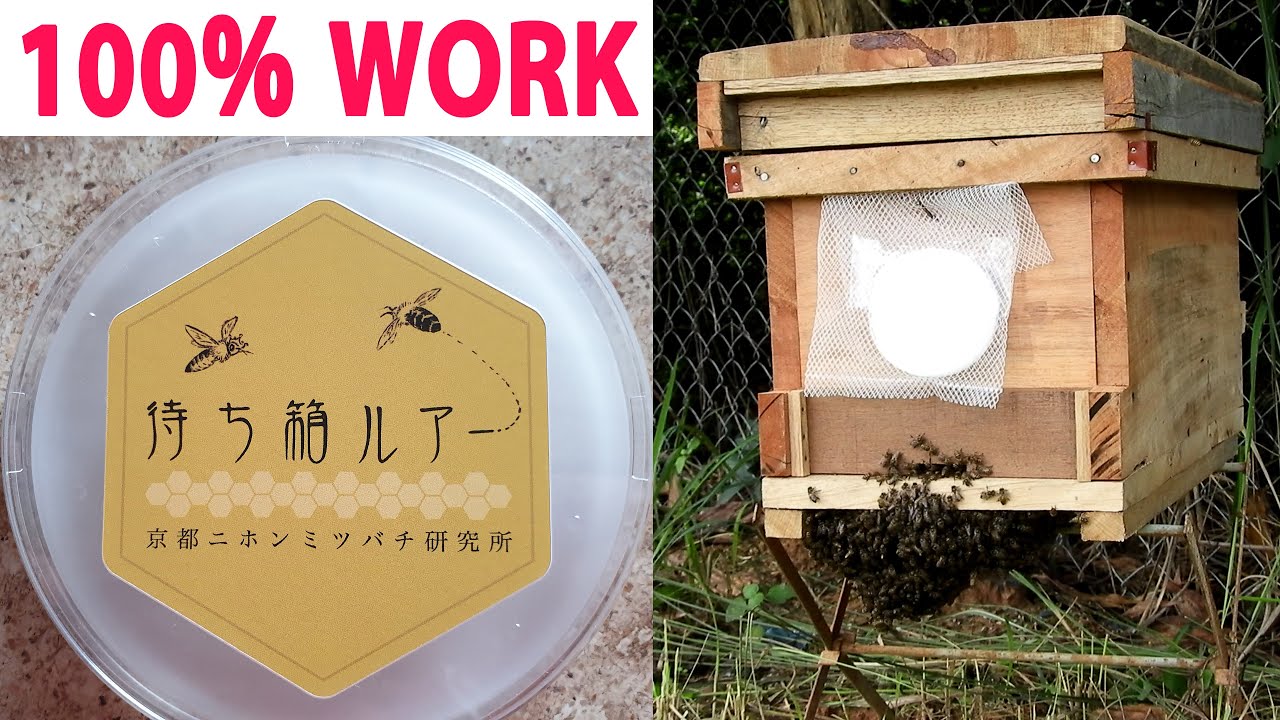 Asia honeybees attracted capture substance Made in Japan YouTube