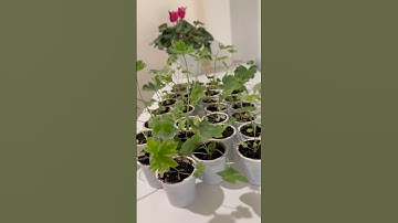 Delphinium plants done!! 🌱✅ #flowers #florist #backyardgarden #indoorplants