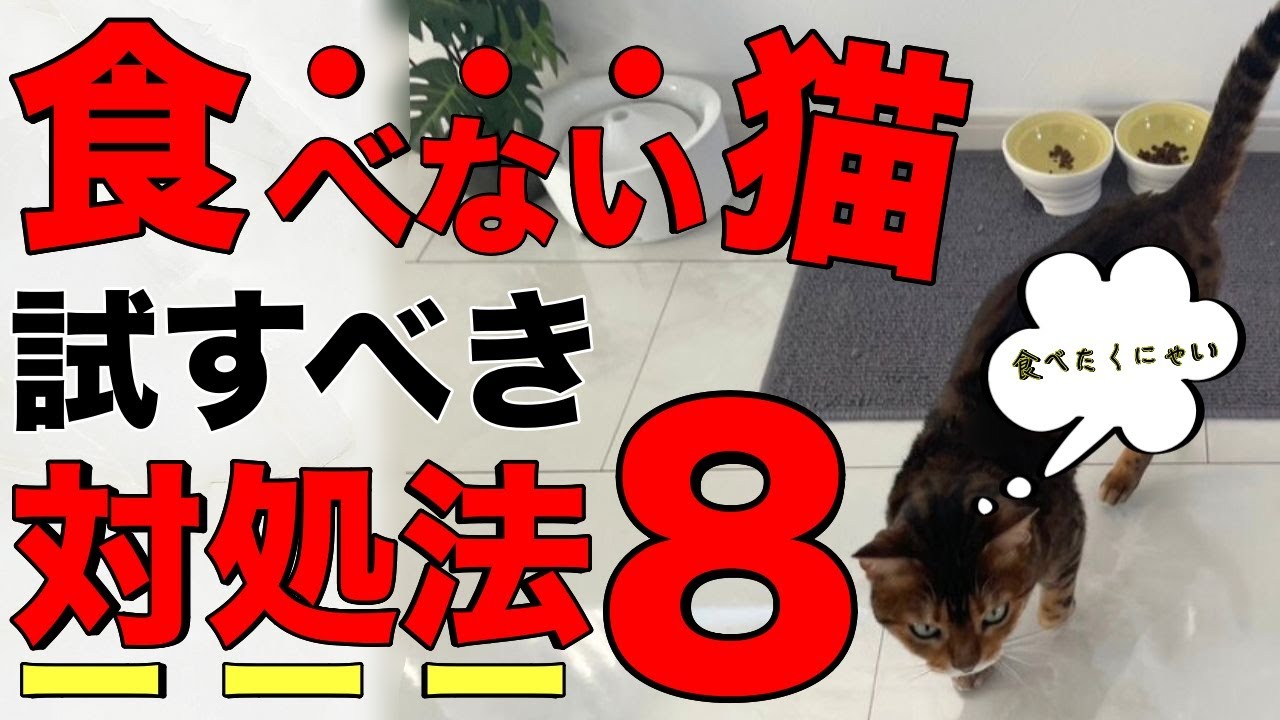 【完全改善！】猫がごはんを食べない…そんな時に試したい8つの対処法【飼い主さんへ】