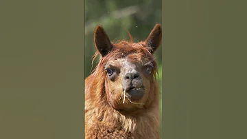 Hilarious Lama S Eating Adventure 