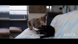 Cats...