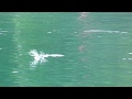 湾内で小ボラが海面を跳ねている映像。